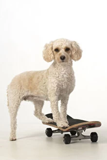 DOG. Cockerpoo on a scateboard, studio