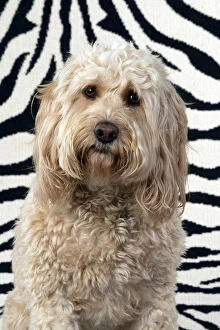 DOG. Cockerpoo, on zebra pattern rug