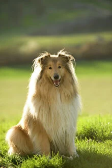 Smiling Gallery: Dog - Collie