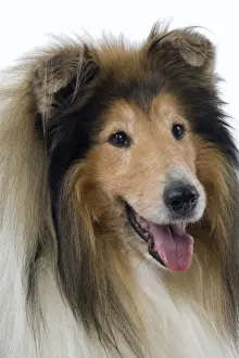 Dog - Collie