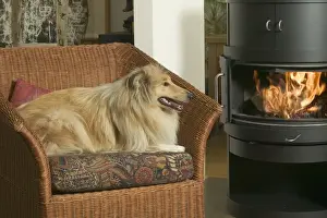 Dog - Collie in armchair by fire