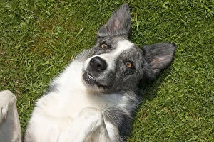 Images Dated 6th May 2020: DOG. Collie cross dog laying on its back on grass