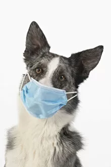 Images Dated 17th July 2020: DOG. Collie cross dog wearing a blue surgical mask, studio white background