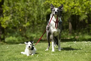 Walk Gallery: DOG. Collie dog walking little dog on a lead