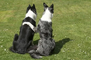 Images Dated 6th May 2020: DOG. two Collie dogs sitting together back view