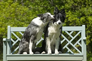 DOG. Collie dogs x2 sitting on a bench, kissing