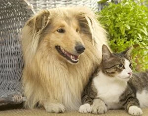 Dog - Collie sitting with Tabby and White Cat