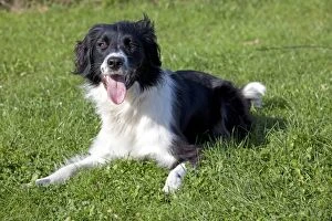 Images Dated 7th October 2010: Dog - Collie Spaniel cross - lying down - Waterloo Kennels - Stoke Orchard - Cheltenham - UK