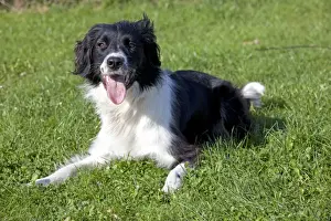 Cross Breed Prints: Dog - Collie Spaniel cross - lying down - Waterloo Kennels - Stoke Orchard - Cheltenham - UK