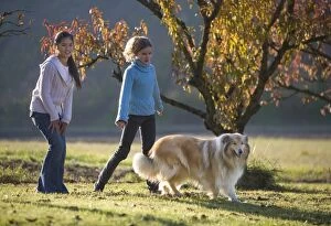 Exercising Gallery: Dog - Collie being walked by young teenage girls