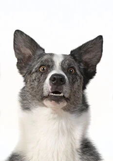 Images Dated 11th March 2020: DOG. Collie X breed, head & shoulders, facial