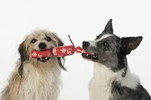 Images Dated 17th July 2020: DOG. Collie x and other cross breed, holding/ pulling a Christmas cracker, studio, white background