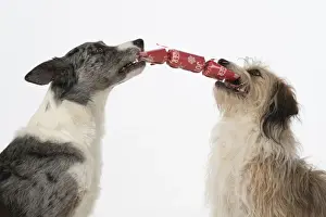 Cracker Prints: DOG. Collie x and other cross breed