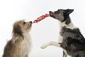 DOG. Collie x and other cross breed, holding/ pulling a Christmas cracker, studio, white background