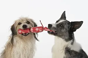 DOG. Collie x and other cross breed, holding/ pulling a Christmas cracker, studio, white background