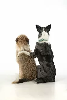 DOG. Collie x and other cross breed, sitting together with paw over, studio, white background