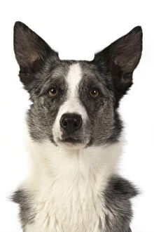 DOG. Collie X, head & shoulders, studio, white background