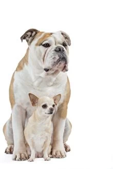 Species Gallery: Dog, Continental bulldog and Chihuahua
