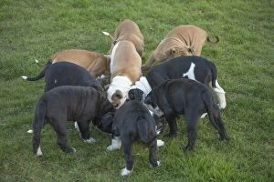 Bowl Gallery: Dog, Continental bulldog puppies eating / feeding