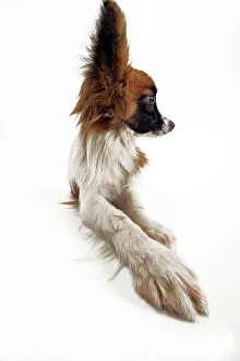 Dog - Continental Toy Spaniel: Papillon Dog - Continental Toy Spaniel: Papillon