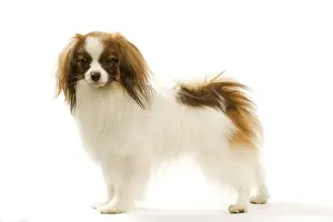 Dog - Continental Toy Spaniel / Phalene