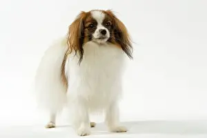 Dog - Continental Toy Spaniel / Phalene