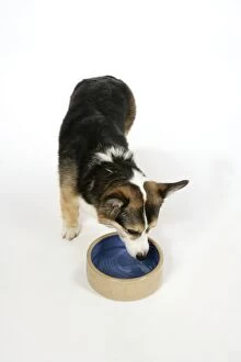 DOG - Corgi drinking from bowl