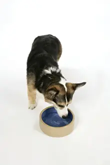 With Bowl Prints: DOG - Corgi drinking from bowl