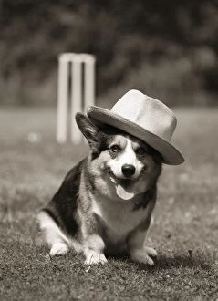 Dog - Corgi wearing hat in front of cricket stumps