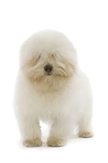 Images Dated 17th January 2007: Dog - Coton de Tulear