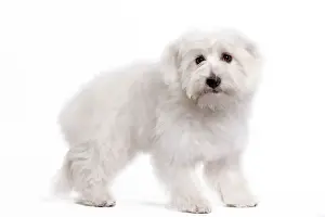 Dog - Coton de Tulear