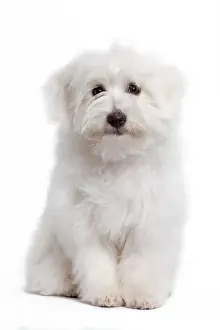 Dog - Coton de Tulear