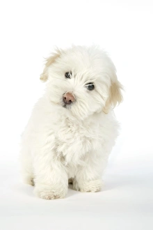 Images Dated 22nd May 2007: DOG. Coton de Tulear puppy ( 8 wks old )