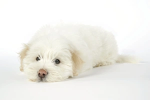 Images Dated 22nd May 2007: DOG. Coton de Tulear puppy ( 8 wks old )