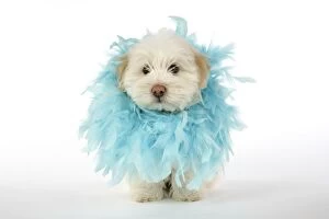 Images Dated 22nd May 2007: DOG. Coton de Tulear puppy ( 8 wks old ) wearing a feather boa