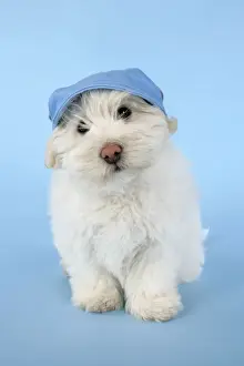 DOG. Coton de Tulear puppy (8 wks old ) wearing a blue hat