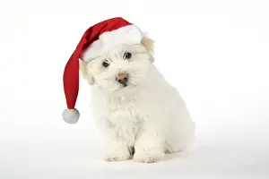 DOG - Coton de Tulear puppy ( 8 wks old ) wearing Christmas hat