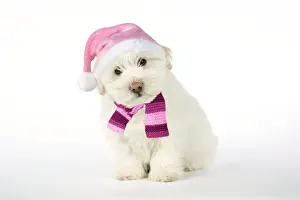 DOG - Coton de Tulear puppy ( 8 wks old ) wearing pink hat & scarf