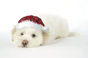 DOG. Coton de Tulear puppy ( 8 wks old ) wearing tartan cap