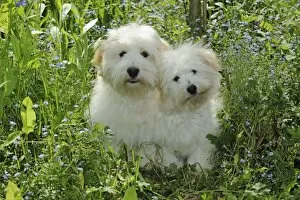 Images Dated 25th May 2010: Dog - Coton de Tulear - two sitting together in garden