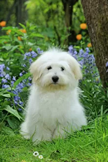 Fluffy Collection: Dog - Coton de Tulear - sitting in garden