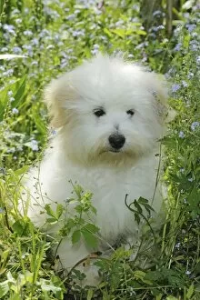 Images Dated 25th May 2010: Dog - Coton de Tulear - sitting in garden