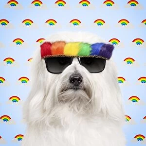 Dog - Coton de Tulear wearing rainbow sun glasses