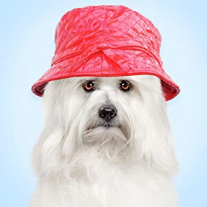 Dog - Coton de Tulear wearing red hat