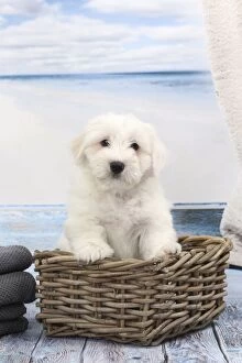 Images Dated 12th April 2017: Dog Coton de Tulear in wicker basket