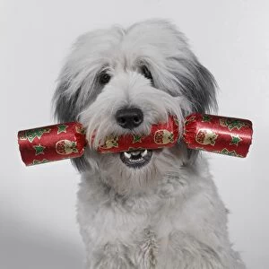 Dog - with Cracker in Mouth