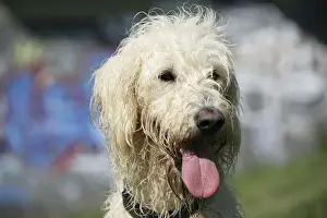 Labradoodles Prints: Dog - Cream labradoodle