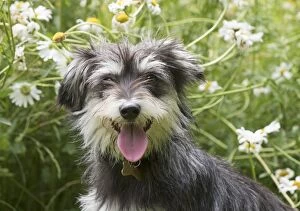 Dog cross breed dog in a field of ox eye daisy's