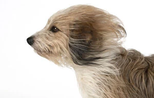 Blowing Gallery: DOG. Cross breed dog with long fur blowing in