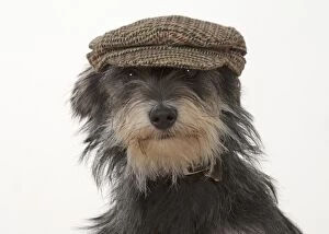 Dog cross breed dog wearing a flat cap